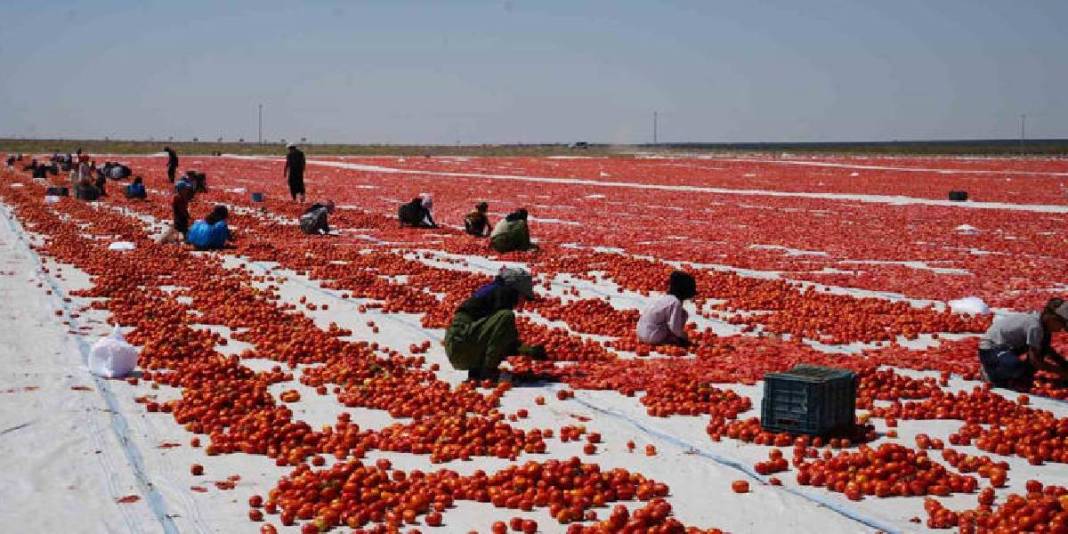 Emekle yetiştirildi, güneşte kurutuldu! Rusya, Amerika ve tüm Avrupa… Herkesin sofrasını şenlendiriyor 3
